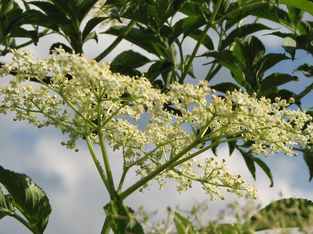 Floarea de soc românească este celebră în Australia şi Hong Kong 85366