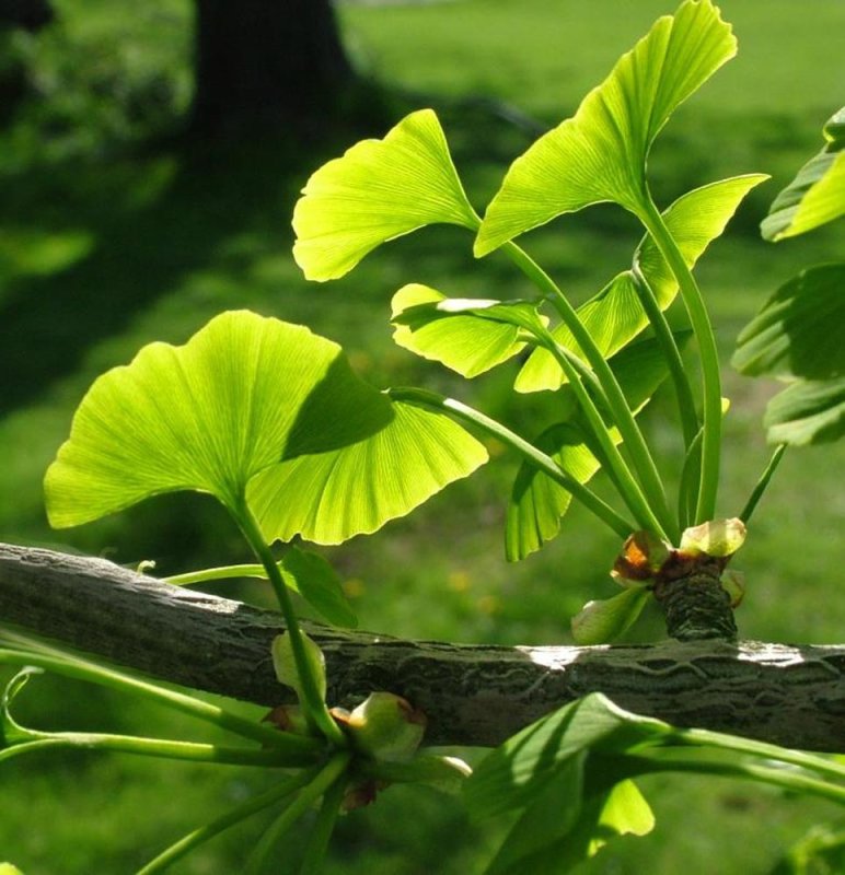 Decoctul de Gingko biloba previne îmbătrânirea creierului 85115