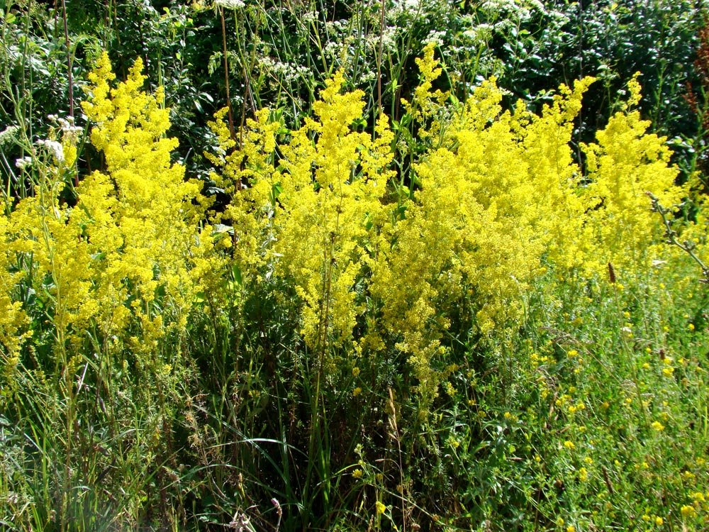 Sânzienele, cel mai de preţ leac al verii 85114