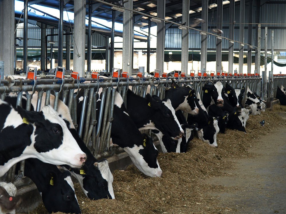 Fonduri pentru modernizarea exploataţiilor agricole 84856