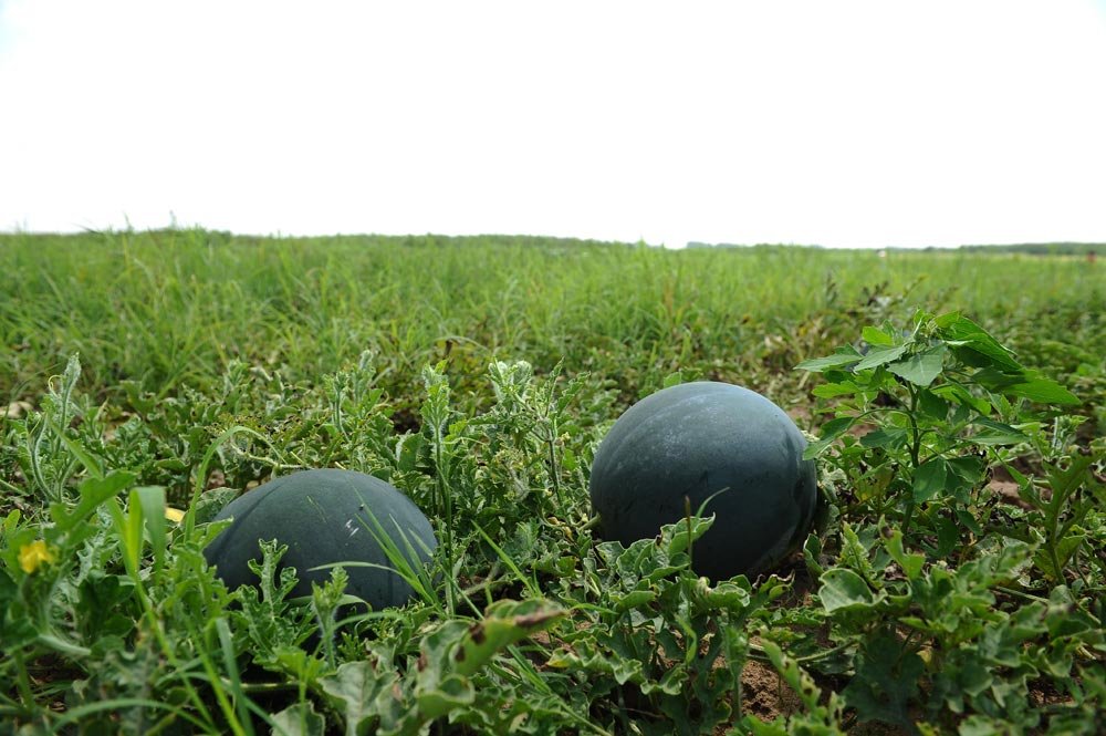 Oaza cultivatorilor de pepeni din „Sahara Olteniei“ 84762