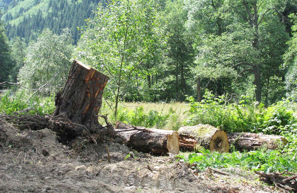 Pădurile, distruse prin complicitatea multor angajaţi silvici 84711