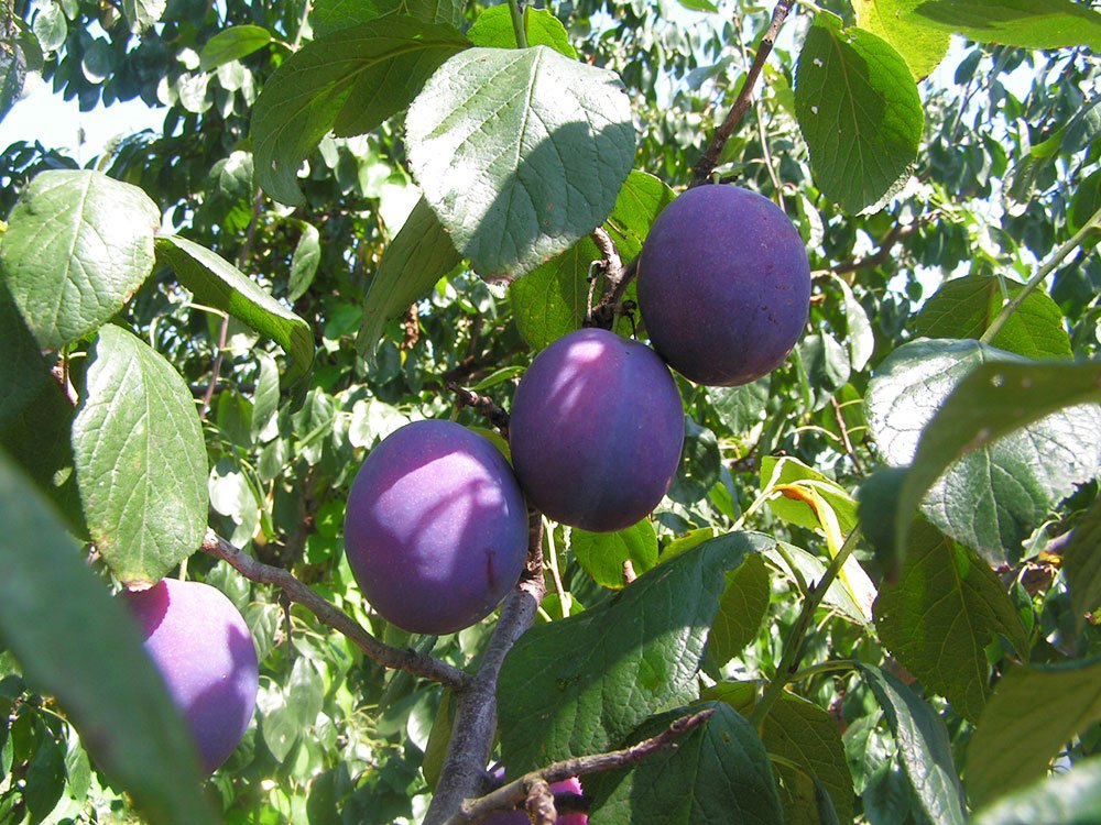 Prunele, dulcele „medicament“ al verii 84709