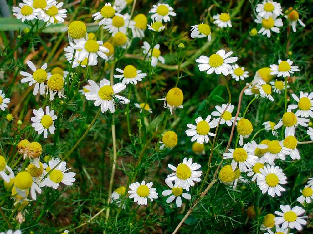 Muşeţelul - sănătate din miez de vară 84585