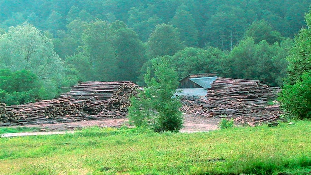 „Sunt mari probleme cu pădurile în multe judeţe ale ţării“ 84587