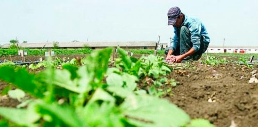 Sesiune prelungită pentru modernizarea fermelor de familie 84522