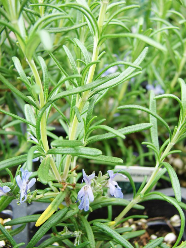 Rozmarinul, tămăduitor în combaterea proceselor de îmbătrânire 84463