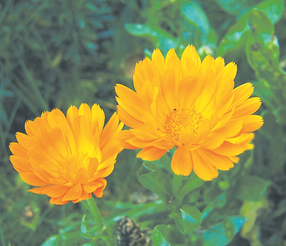 Tratamente fitoterapeutice contra insolaţiei 84229