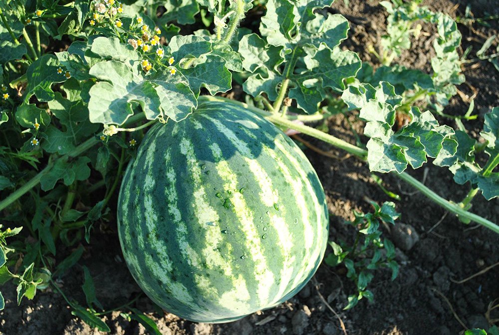 Pepenii, o reţetă de vară pentru un organism sănătos 84113