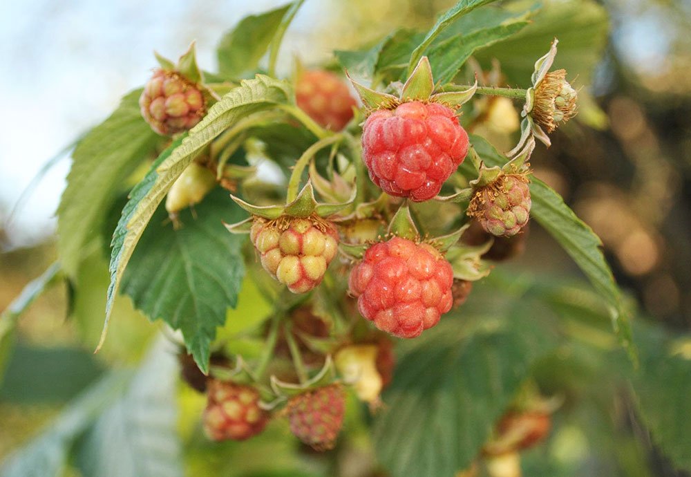 Preparate fitoterapeutice cu fructe de zmeur 84114