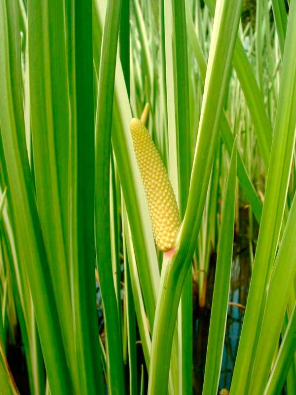 Obligeana, virtuţi şi efecte în fitoterapie 84002