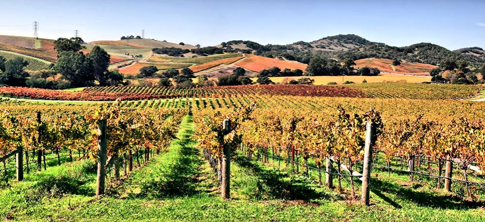 Podgorii celebre în lume 83820