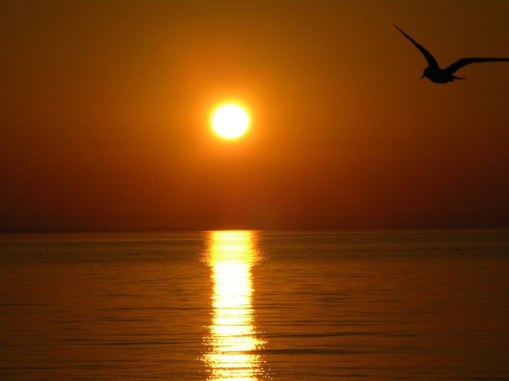 Capcanele poeziei de azi 83603