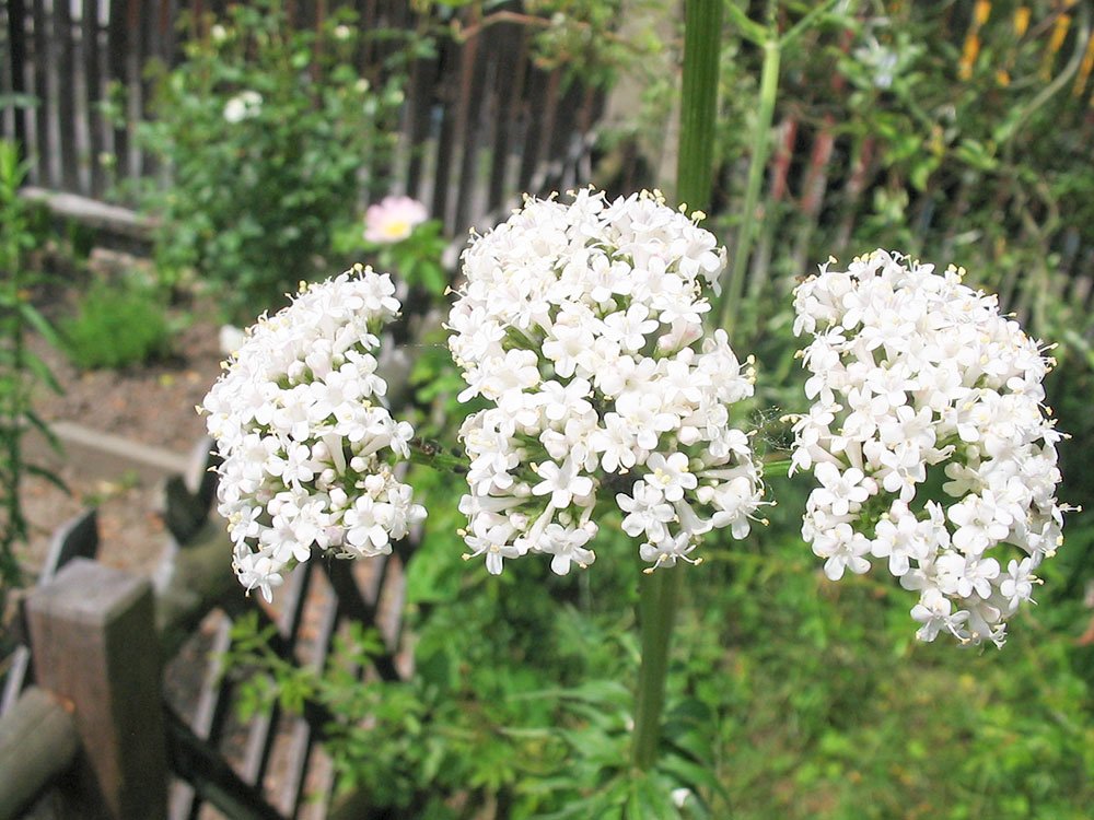 Valeriana, cel mai bun „medicament” antistres 83495