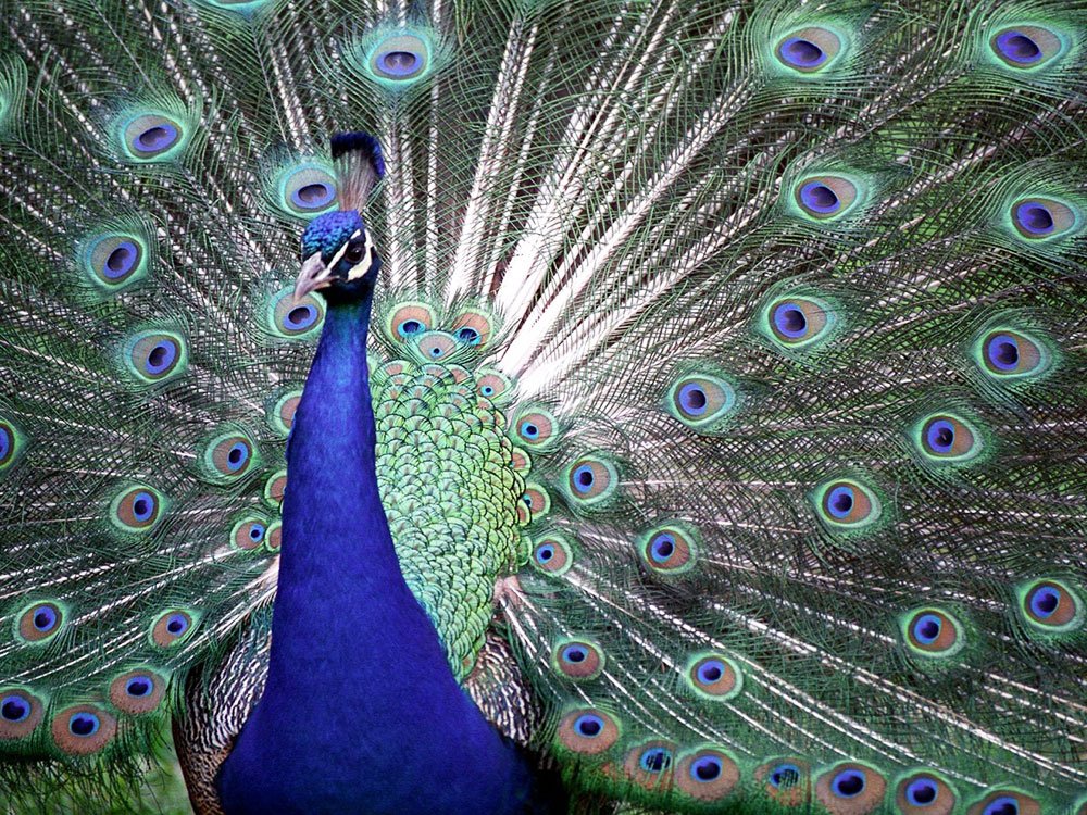 De ce facem ceea ce facem? 83459