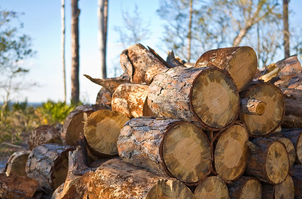 Principalele modificări ale Codului silvic 83396