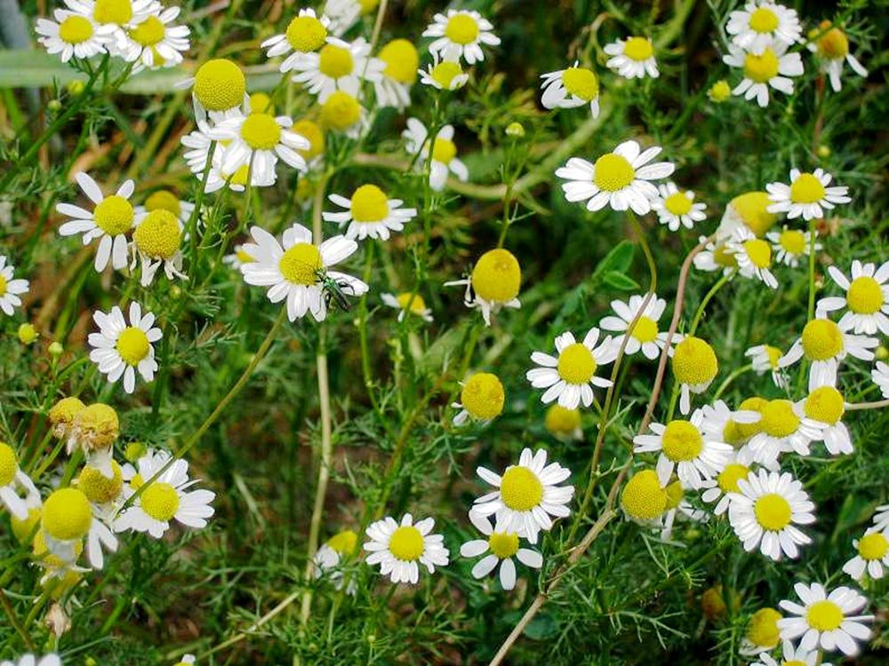 Gastritele şi bolile ulceroase, bolile sezonului rece 83375