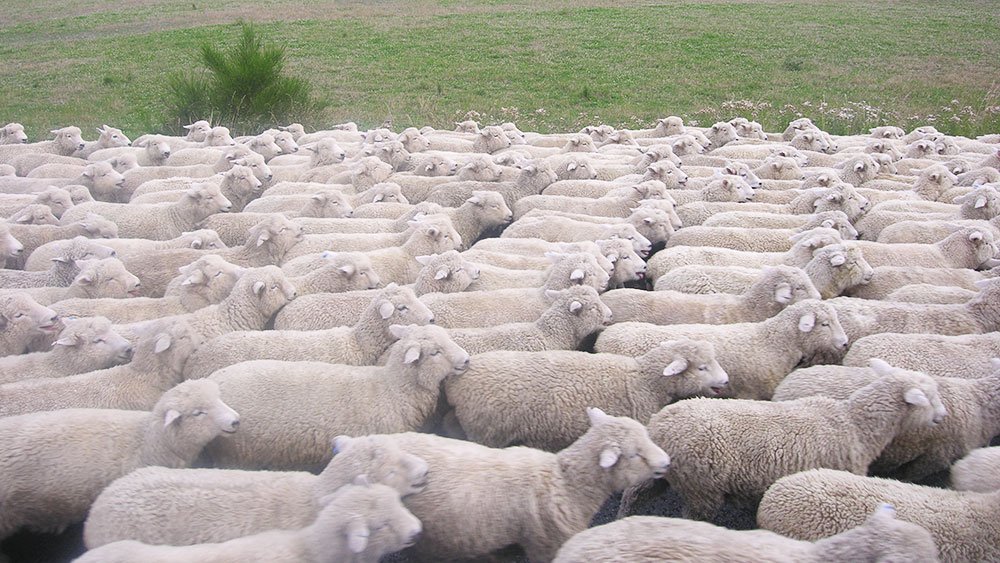 Ajutor pentru crescătorii de ovine în zone defavorizate 83112