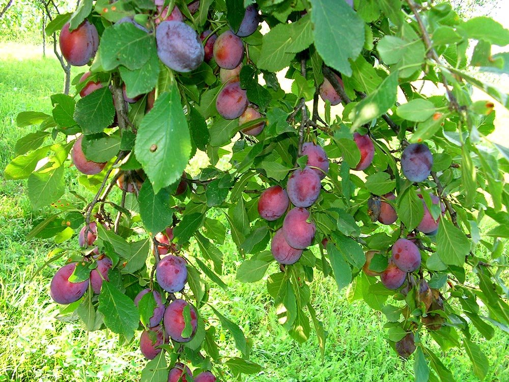 Produse din Republica Moldova pe masa europenilor 83015