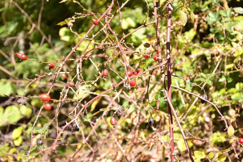 Măceşele reglează circulaţia sanguină a bolnavilor de artroză 82939