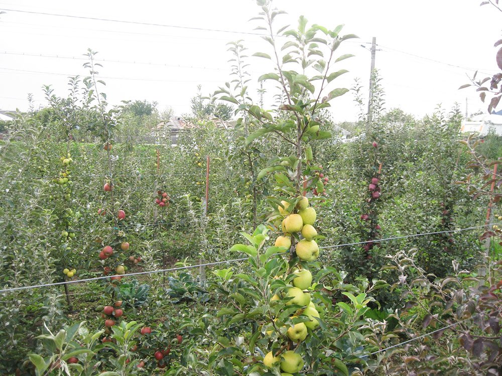 Pomicultura va fi dezvoltată cu bani de la UE 82824