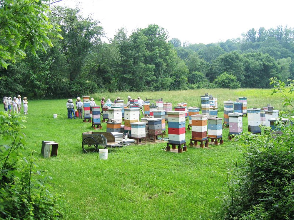 Apicultura, din Antichitate până astăzi 82530