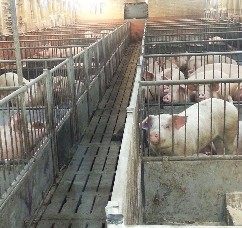 O gură de oxigen pentru industria alimentară 82532