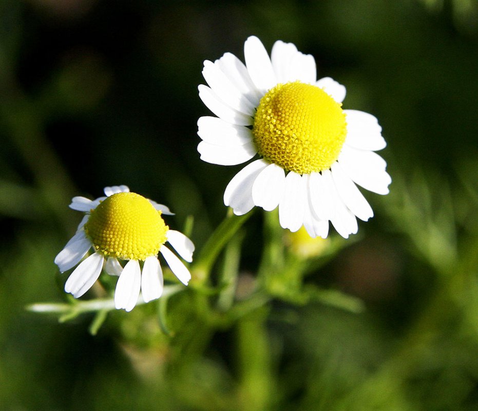 Muşeţelul, un antiinflamator natural 82511