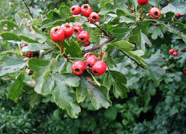 Simptomele şi terapia depresiei psihice de iarnă 82233