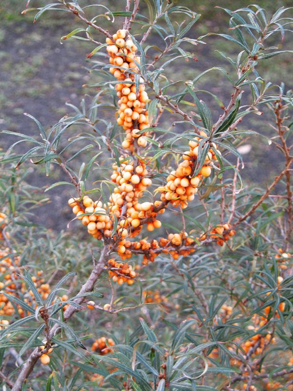 Cătina, fructul din care iarna ne putem procura toate vitaminele 82071