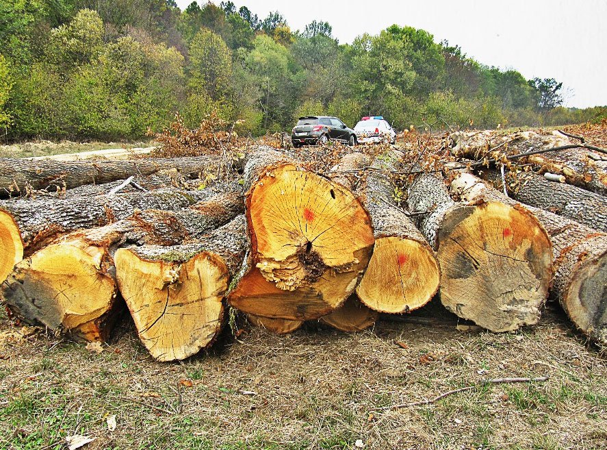 Inspectoratele silvice au început să fie mai eficiente 81899