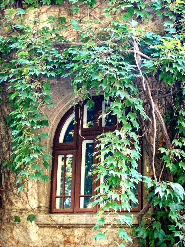 Cultul goliciunii 81443