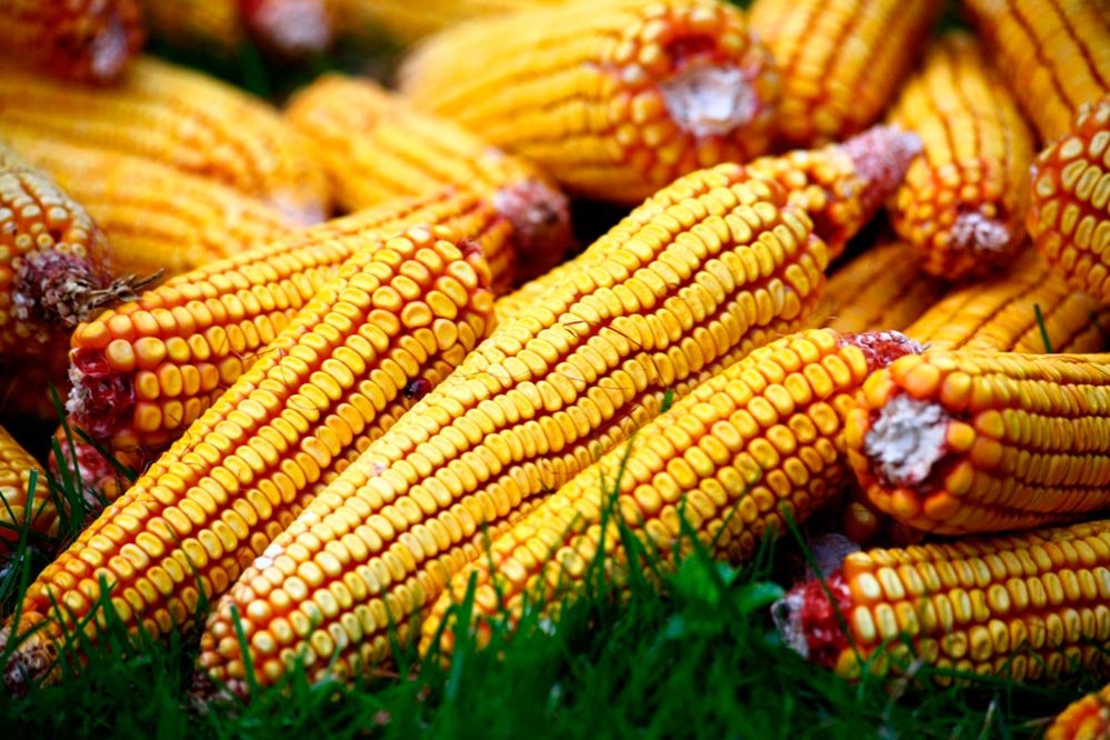 Apel pentru renunţarea la porumbul modificat genetic 80939