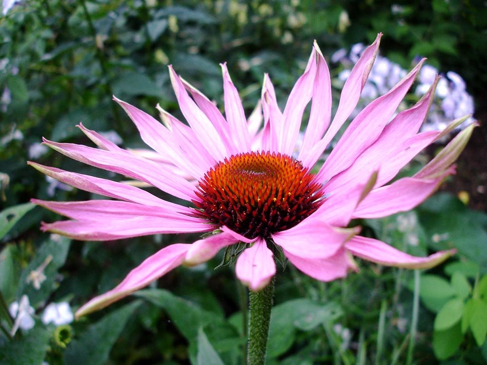 Remedii pentru prevenirea şi combaterea gripei 80789