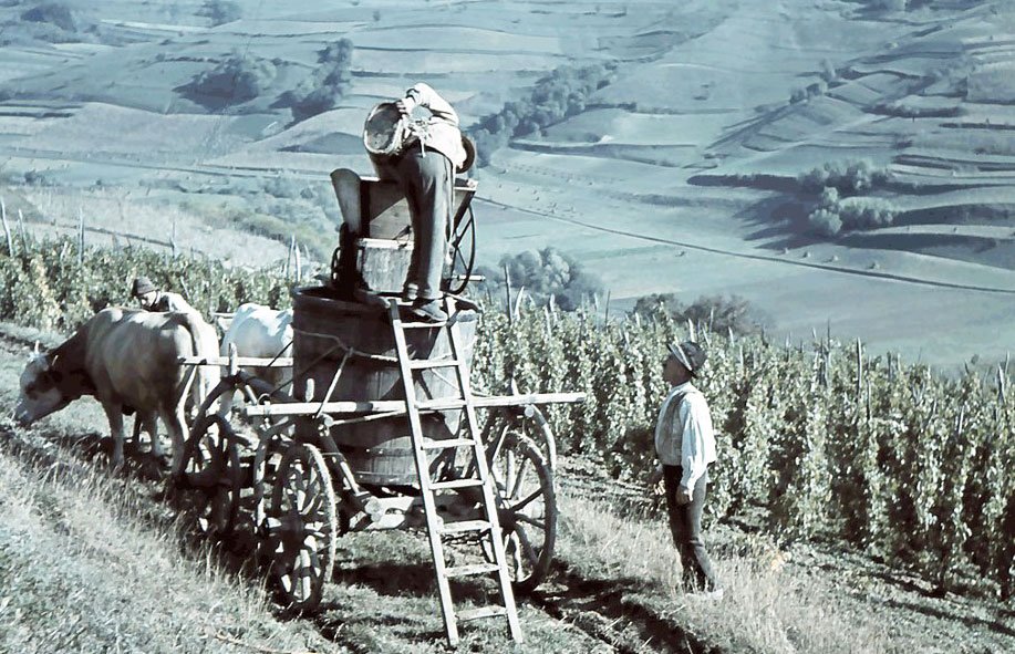 Tradiţia cultivării viţei-de-vie şi a producerii vinului cultic în podgoria Dealu Mare - Prahova (II) 80596