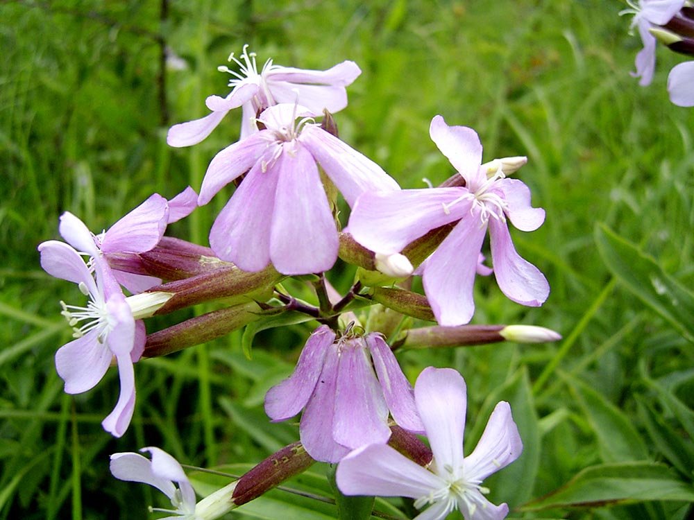 Remedii naturale pentru tratamentul furunculozei 80236