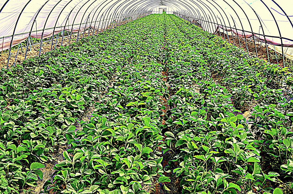 Cererile pentru fonduri europene se depun şi online 79813