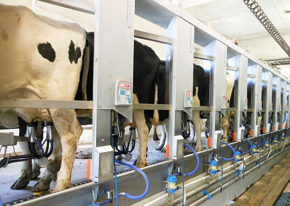 Preţul laptelui va scădea cu 10% 79748