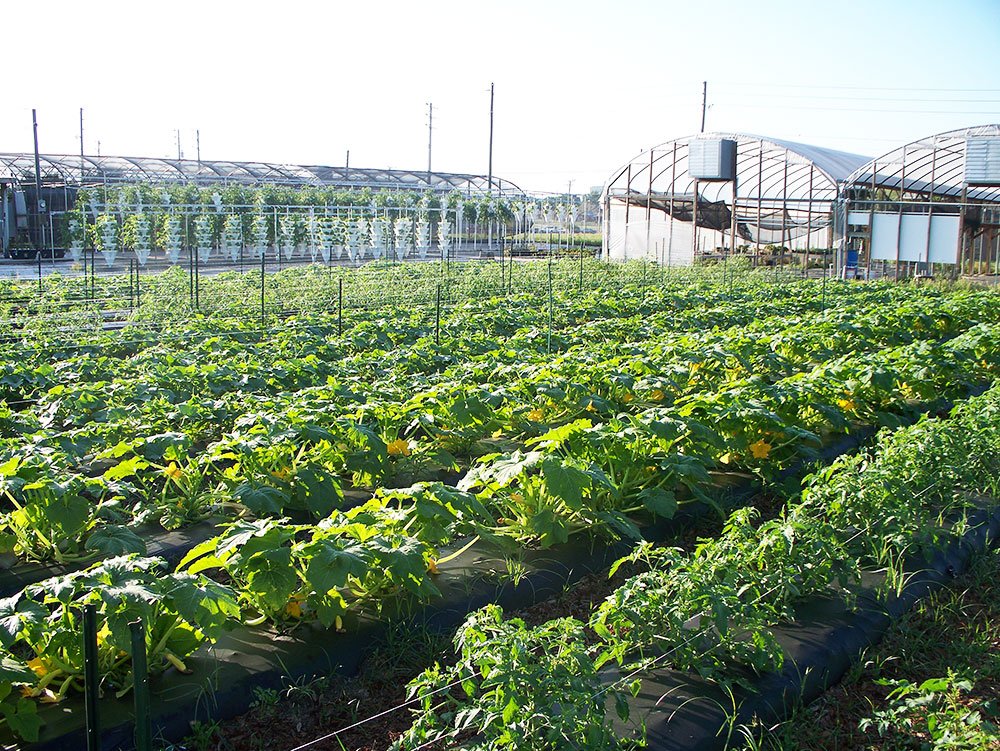 Sprijin pentru fermele familiale 79702