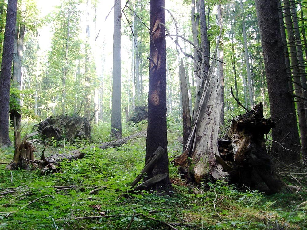 Certificarea pădurilor poate preveni tăierile ilegale 79648
