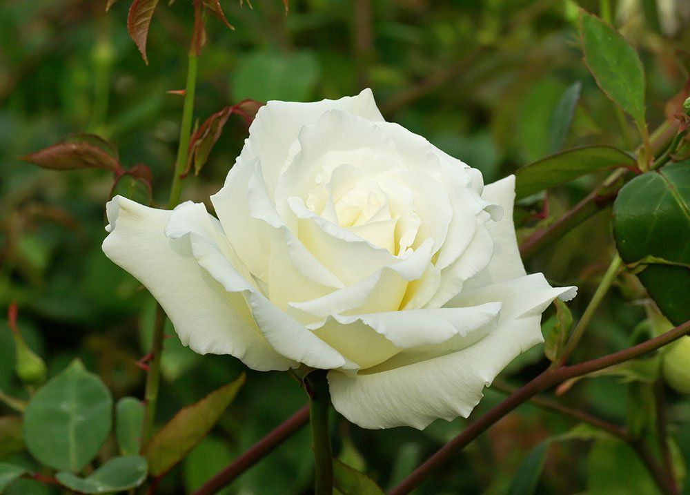 Utilizarea rădăcinilor de trandafiri pentru varice Șoldurile de trandafir sunt bune pentru vedere
