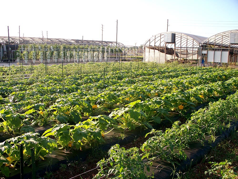 10 miliarde de euro de la UE pentru dezvoltarea satului românesc 79035