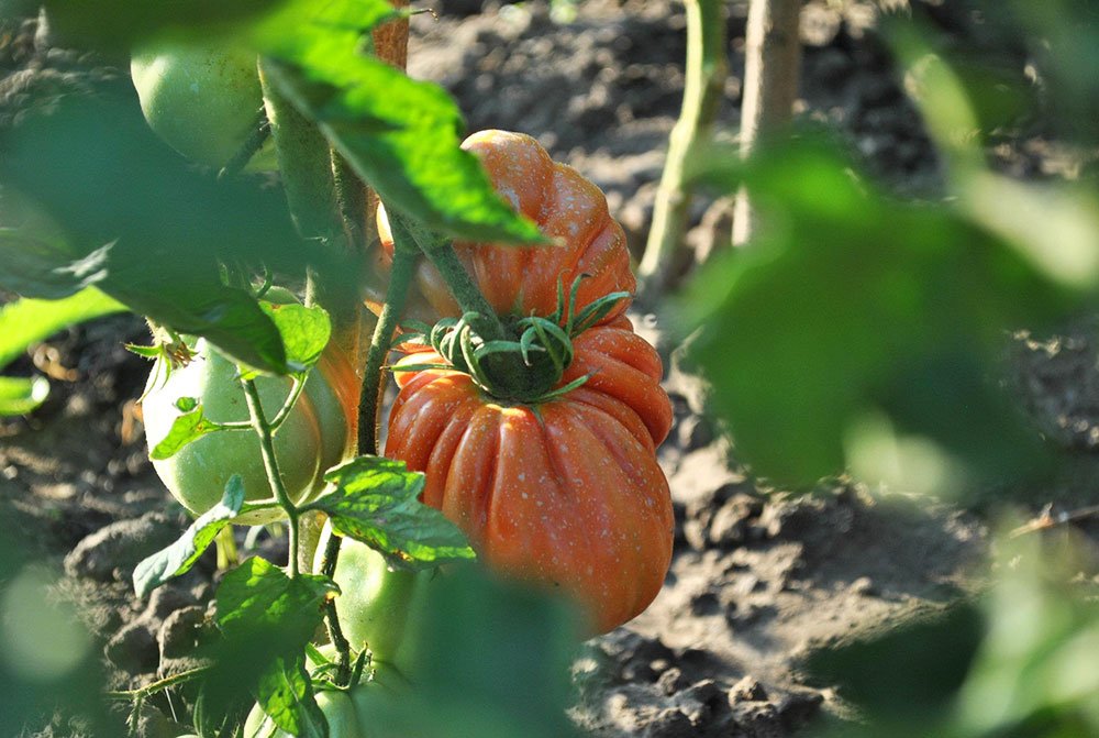 Roşiile, un supliment de sănătate din grădina verii 78408