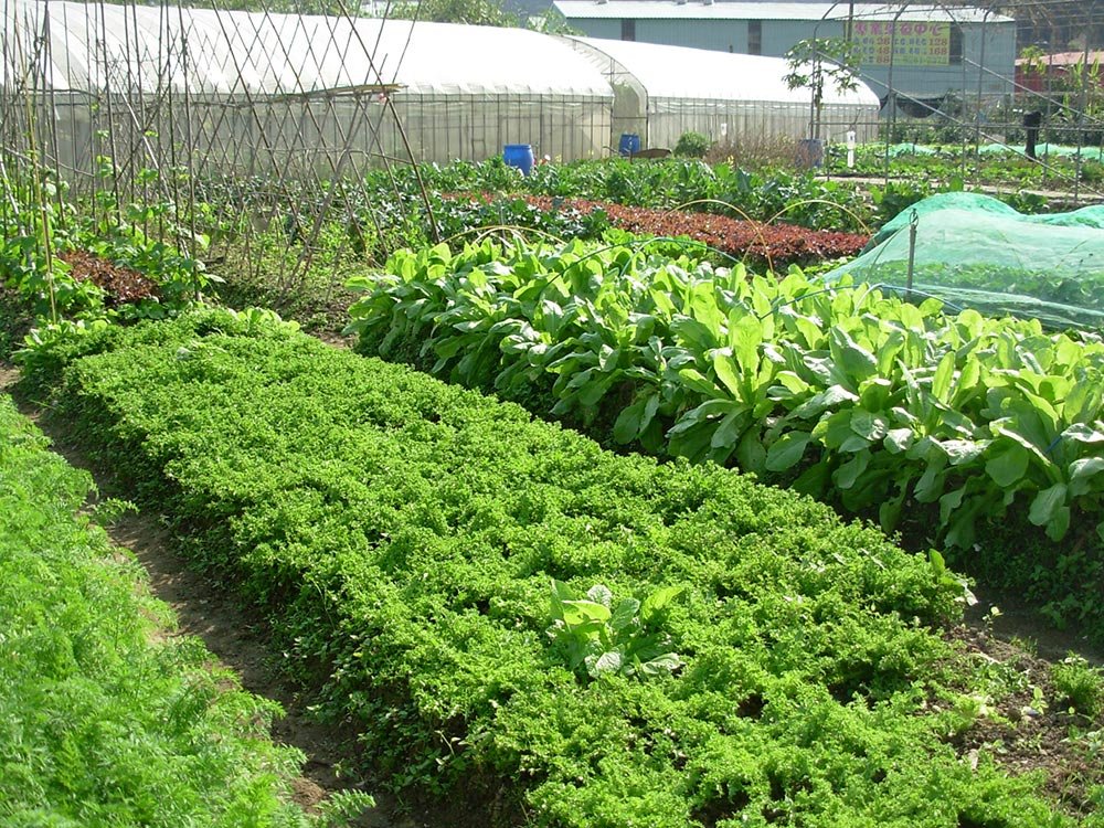 200 milioane de euro pentru agricultura ecologică 78142