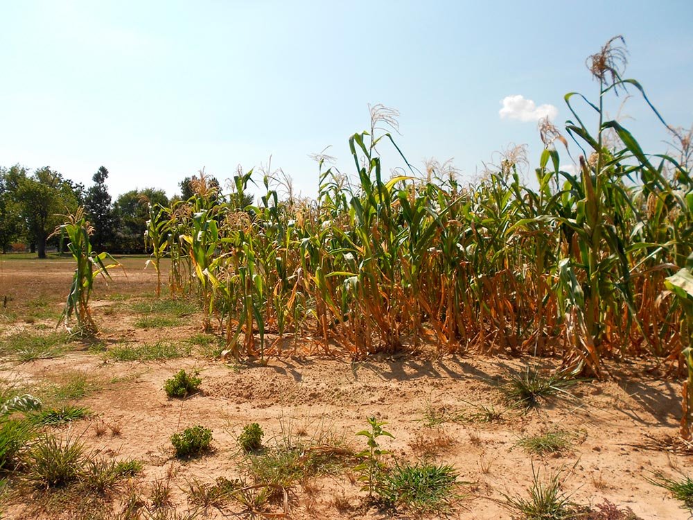 Secetă în mai multe regiuni ale ţării 77423
