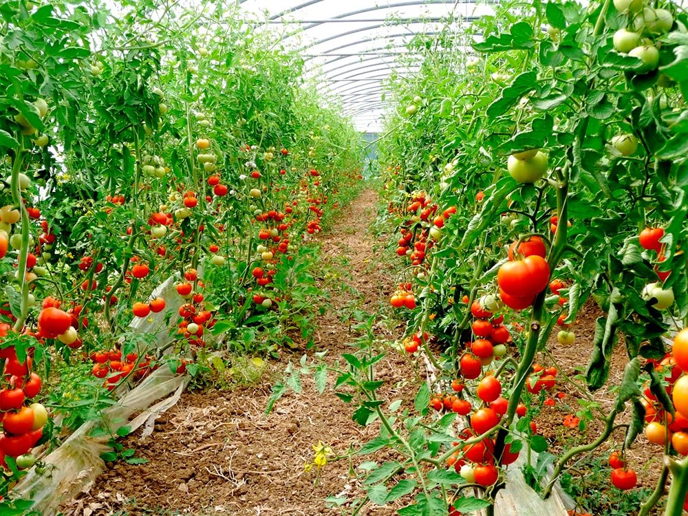 Sprijin financiar consistent pentru producătorii de produse bio 77341