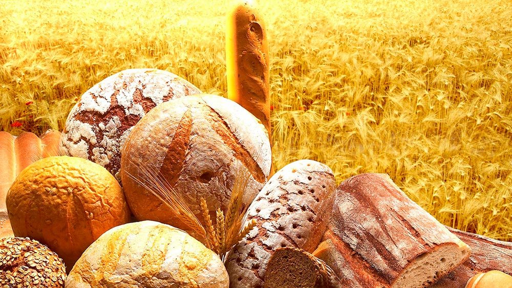 Două treimi din grâul recoltat este bun pentru panificaţie 76942