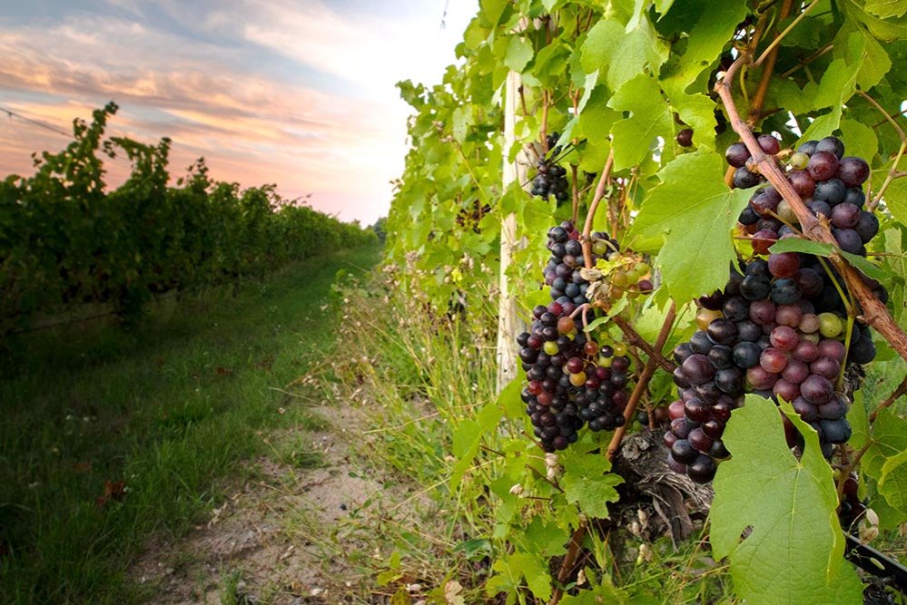 200 milioane de euro pentru reconversia podgoriilor 76670