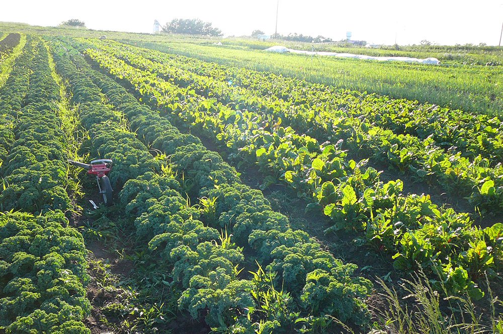 Un nou program de sprijin pentru fermieri 76441