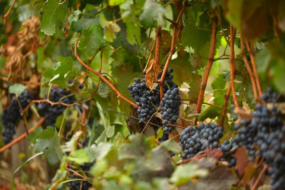 Culesul viei la Aliman 76388